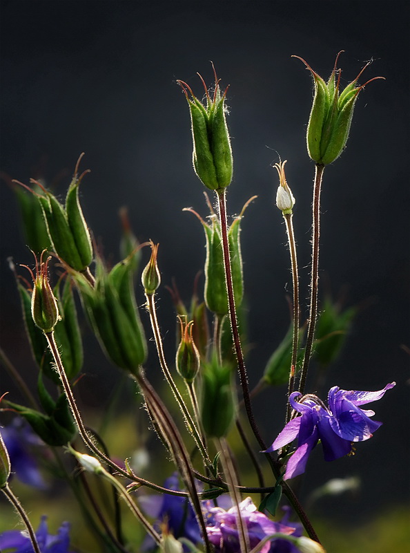 224 Blume SAM_0413 als Smart-Objekt-1 Kopie.jpg